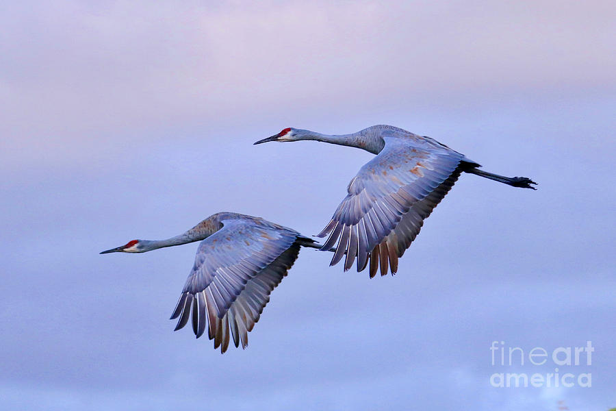 Two Sandhills Fly Into the Sunset Photograph by Carol Groenen