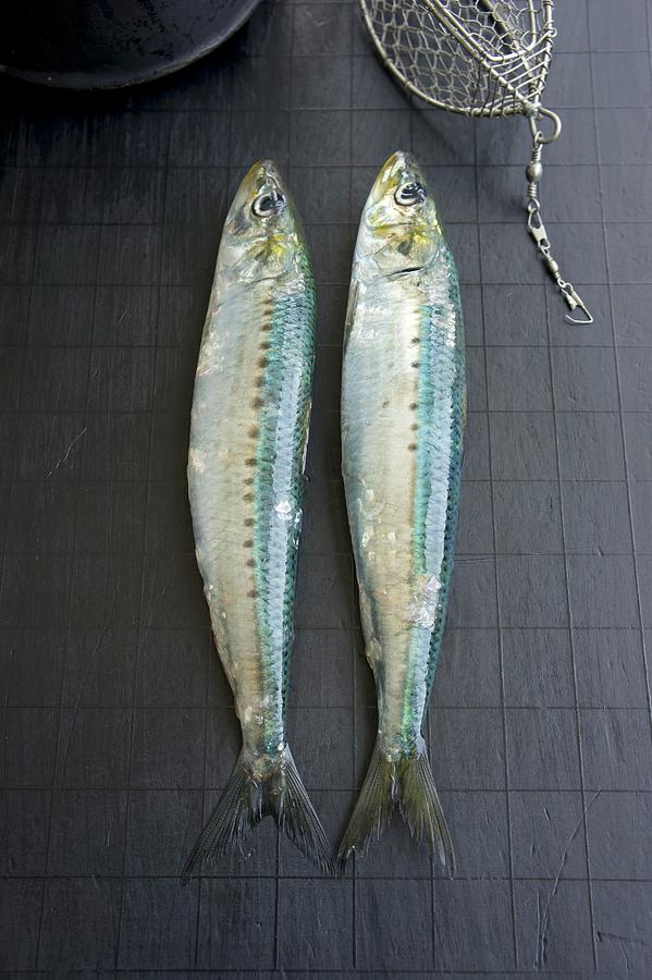 Two Sardines With Wire Bait Photograph by Martina Schindler