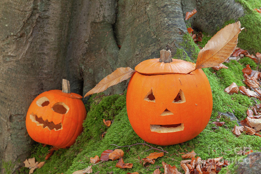 Two scary pumpkins for halloween Photograph by Simon Bratt