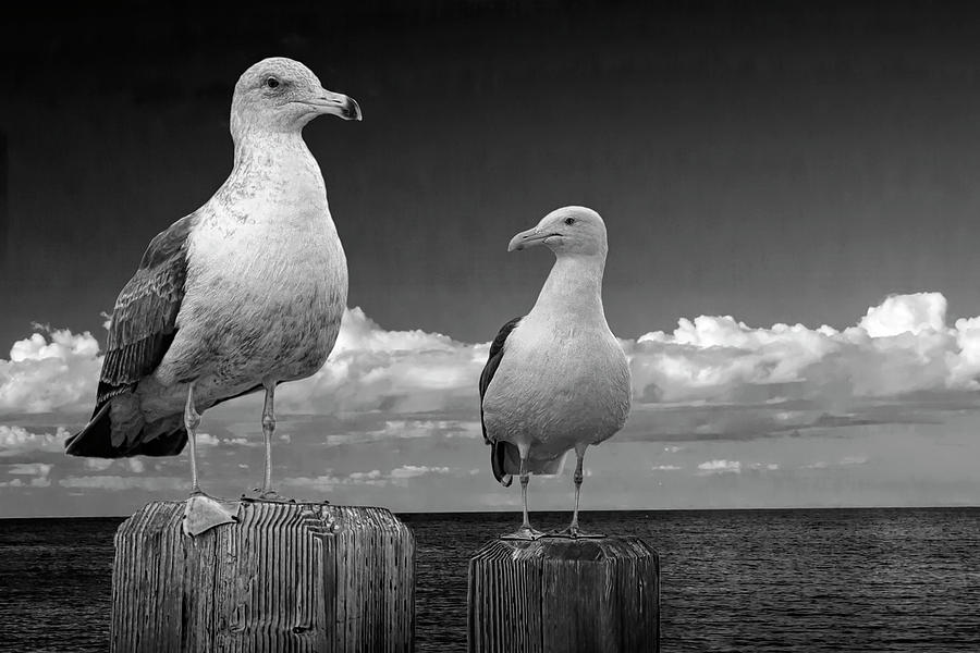Two Sea Gulls on Pier Pilings in Black and White Photograph by Randall Nyhof