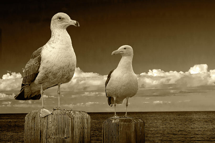 Two Sea Gulls on Pier Pilings in Sepia Tone Photograph by Randall Nyhof