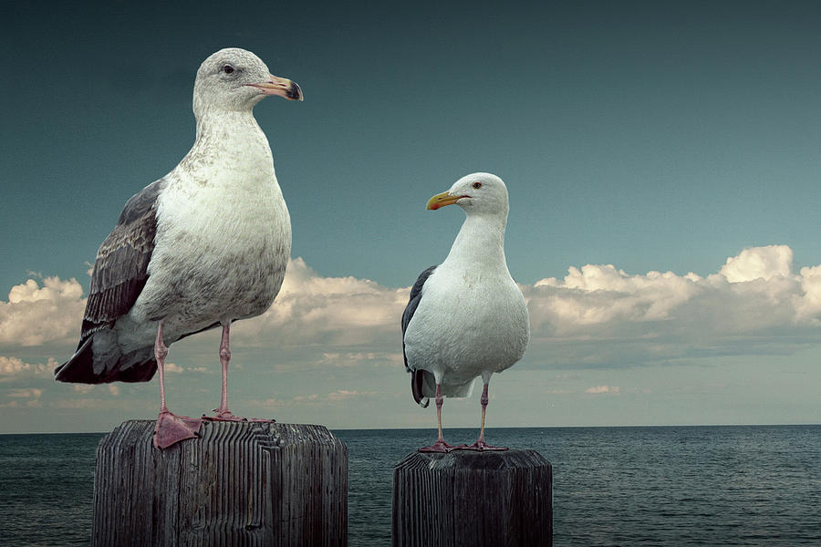 Two Sea Gulls on Pier Pilings Photograph by Randall Nyhof