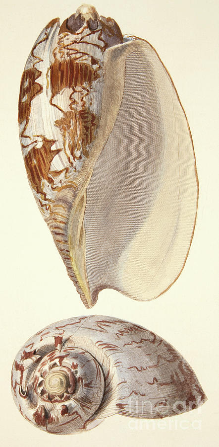 Two Sea Shells Voluta Miltonis, from The Mollusca and Radiata, 1833 Painting by English School