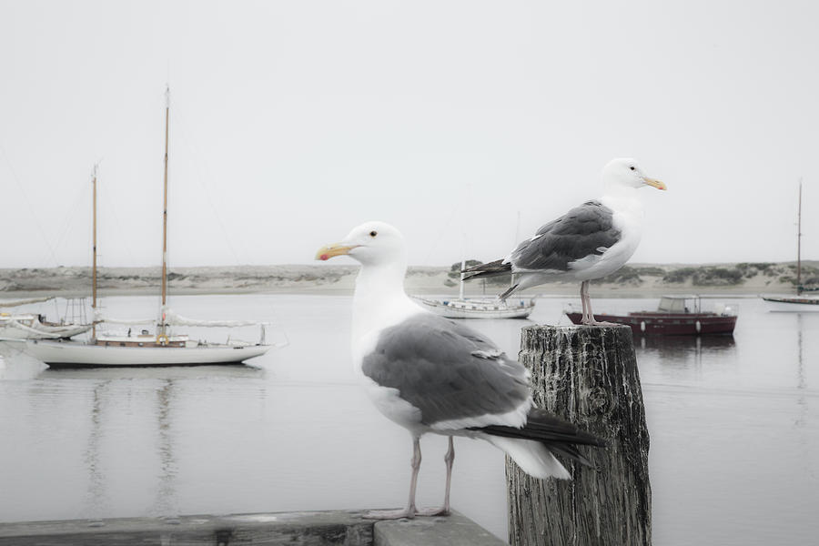 Bird Photograph - Two Seagulls & Boats by Moises Levy