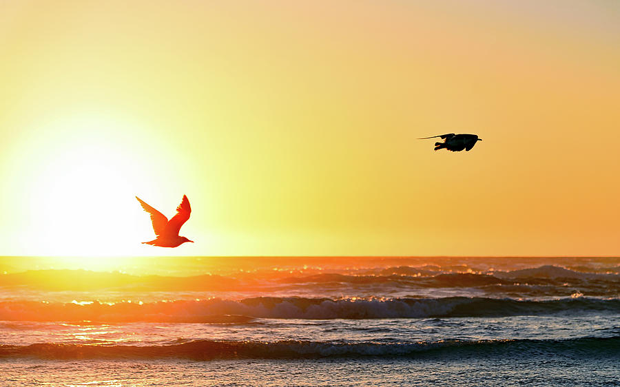 Two Seagulls flying in the Sunset by Johanna Froese Two Seagulls flying in the Sunset by Johanna Froese