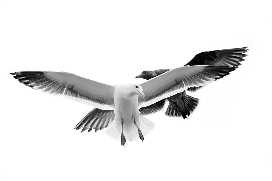 Two Seagulls In Flight Photograph by Suzanne Dehne Two Seagulls In Flight Photograph by Suzanne Dehne