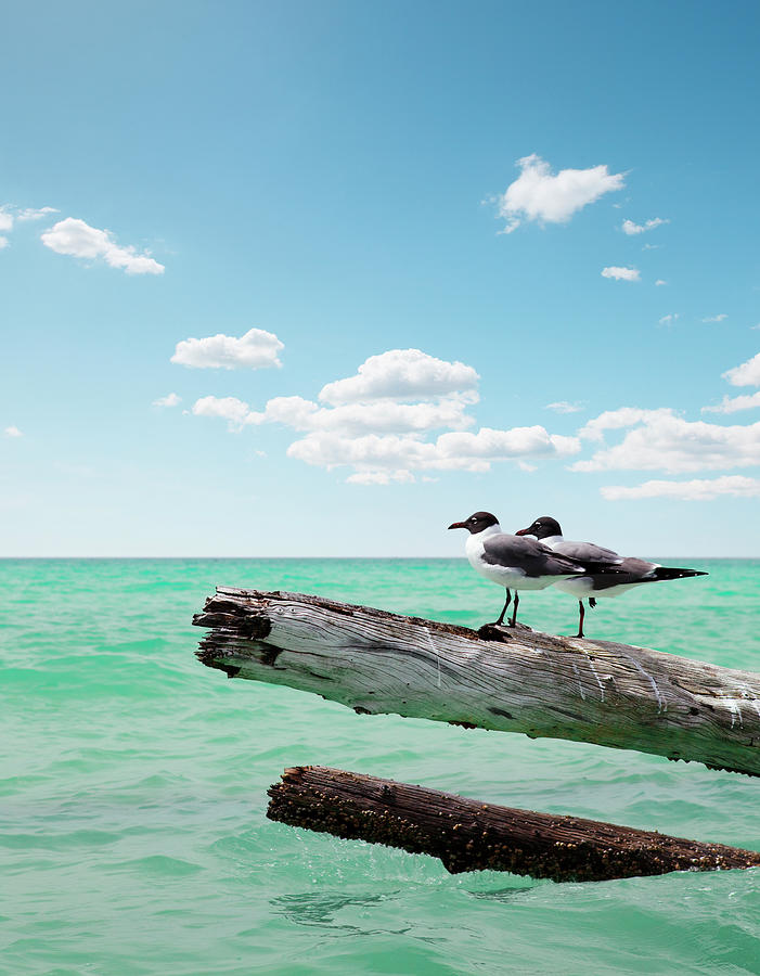 Two Seagulls Sitting On Dead Trees Photograph by Chaos