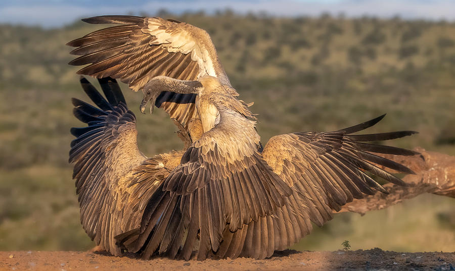 Two Sets Of Wings.... Photograph by Charlaine Gerber Two Sets Of Wings.... Photograph by Charlaine Gerber