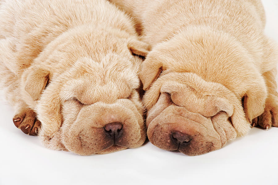 Two Shar Pei Puppies Sleeping, White Photograph by Martin Harvey