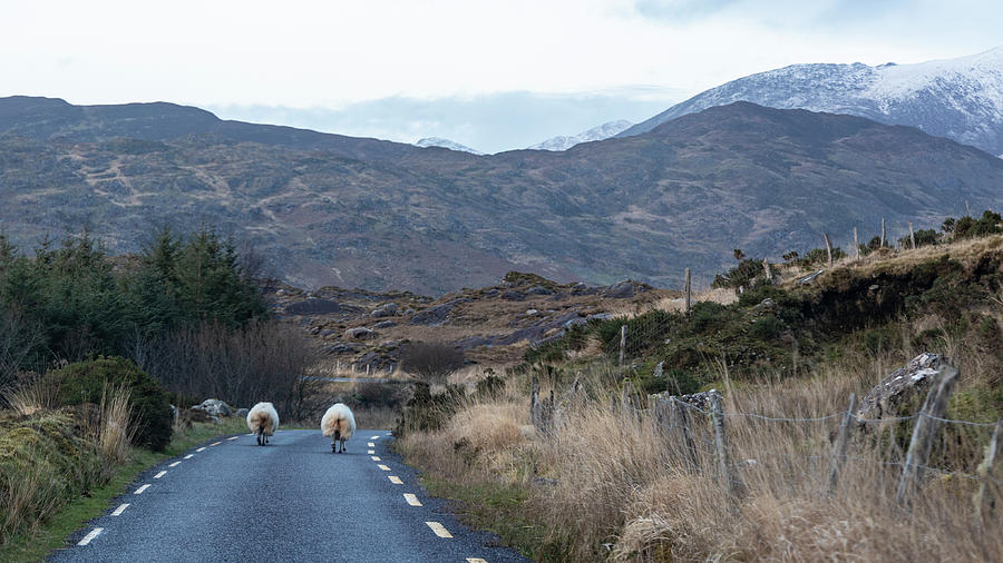 Two Sheep Head Home Ireland  Photograph by John McGraw