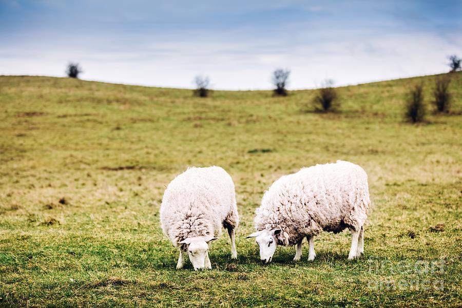 Two sheep on green meadow eating grass Photograph by Michal Bednarek