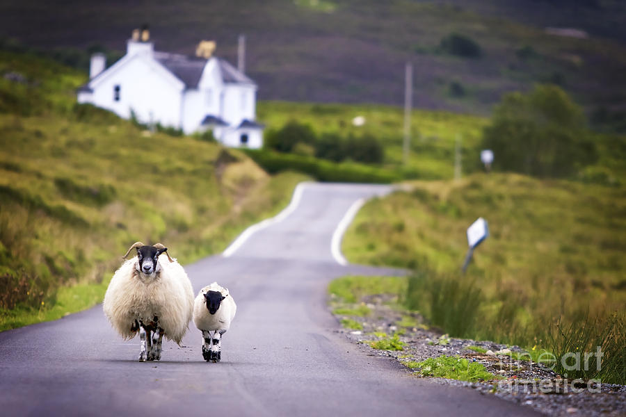 Summer Photograph - Two Sheep Walking On Street In Scotland by Otmarw Summer Photograph - Two Sheep Walking On Street In Scotland by Otmarw