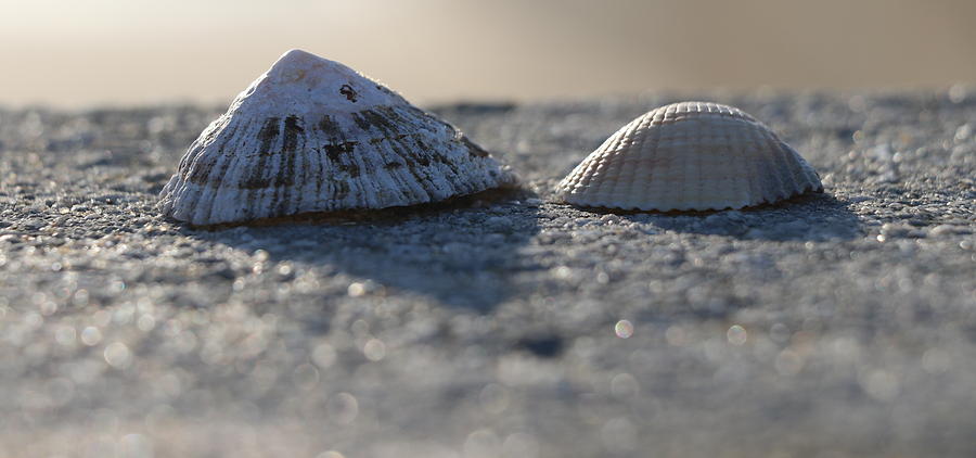 Two shells Photograph by Lukasz Ryszka