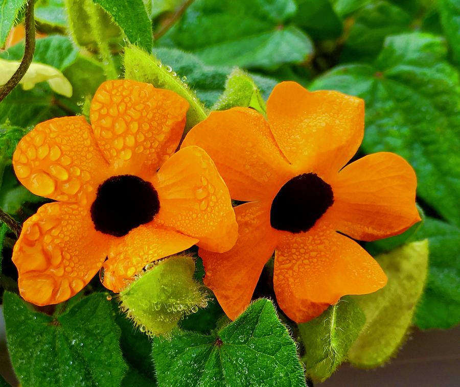 Two Silly Wet Orange Flowers Photograph by Debra Grace Addison