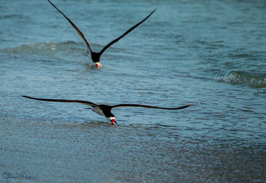 Two Skimmers Skimming Photograph by Susan Molnar