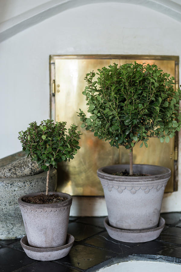 Two Small Potted Trees On Saucers In Front Of Gilt Stove Door Photograph by Cecilia Mller