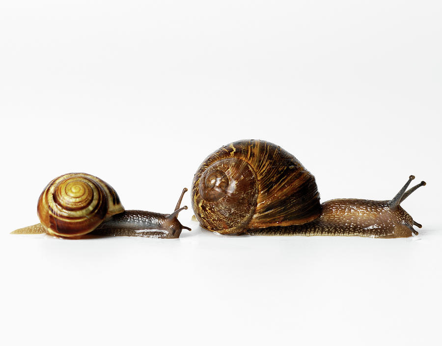 Two Snails Racing Digital Art by Simon Murrell | Fine Art America