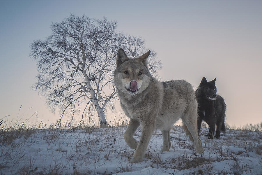 Wolves Photograph - Two Snow Wolves by ??tianqi