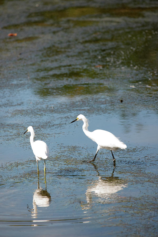 Two Snowies Photograph By Linda Kerkau - Fine Art America