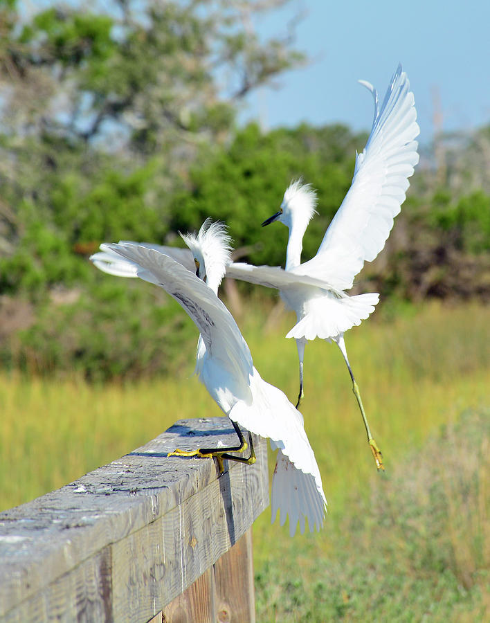 Two Snowy Egrets Lifting Off on Jekyll Island Photograph by Bruce Gourley