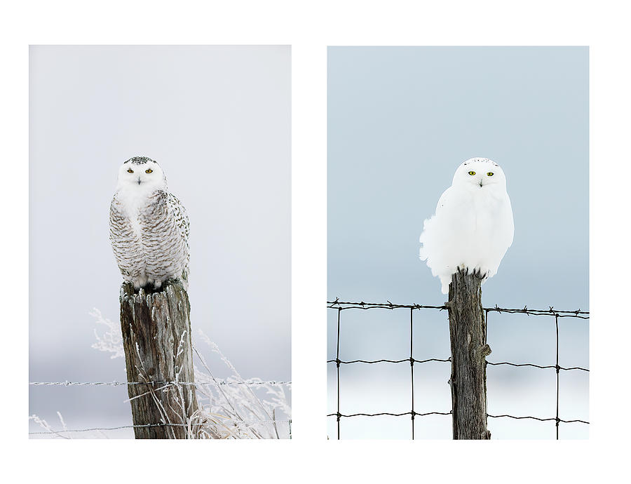 Two Snowy Owl Portraits Photograph by Mark Harrington