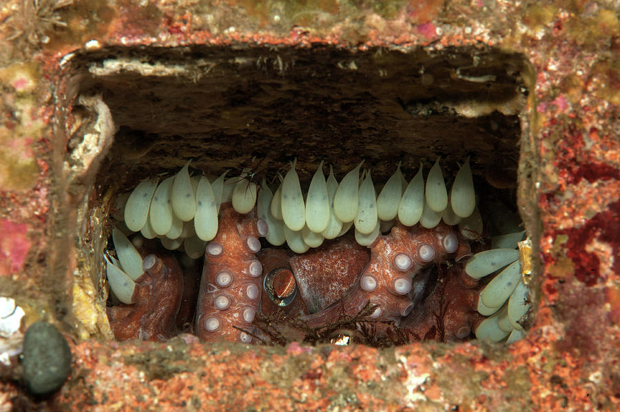 Thousands of octopuses gather off California to brood eggs at a warm spot :  NPR