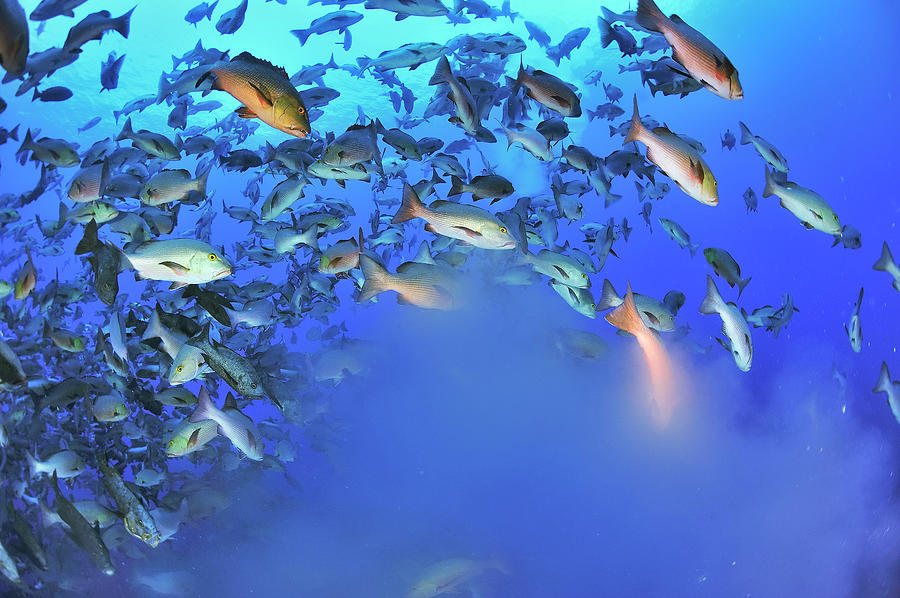 Two-spot Red Snappers Spawning, Palau, Philippine Sea Photograph by ...