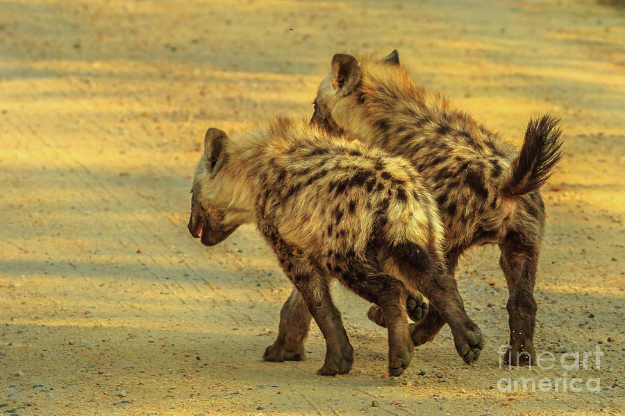 Two Spotted Hyena cubs Photograph by Benny Marty
