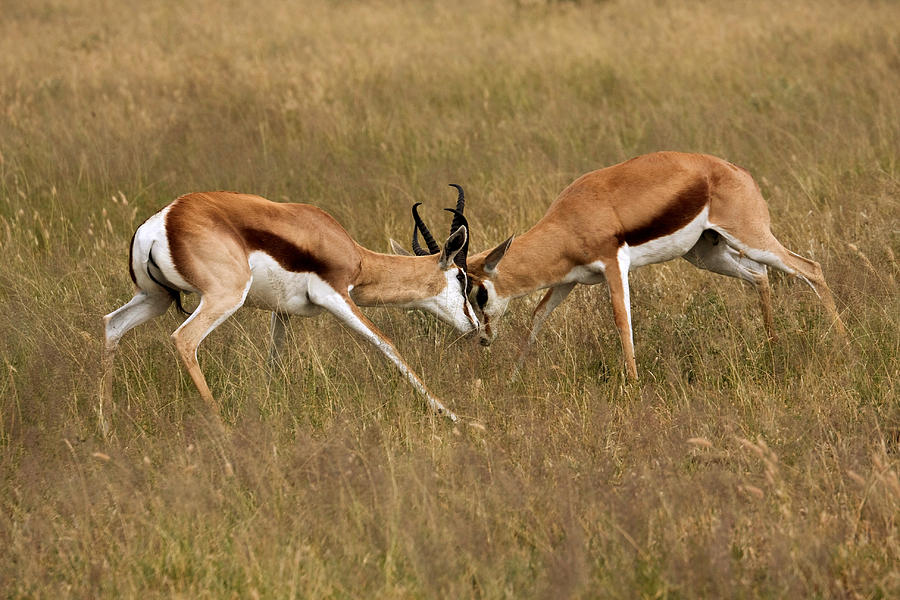 Animal Photograph - Two Springbok Fighting by David Hosking