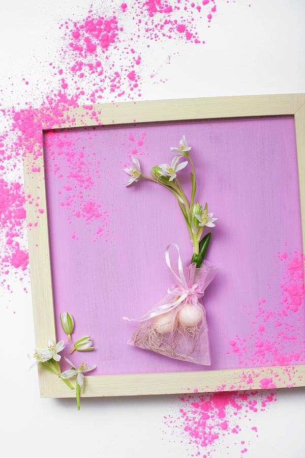 Two Star-of-bethlehem Flowers ornithogalum With Bulbs In Taffeta Bag Tied With Ribbon On Lilac Surface Scattered With Coloured Powder Photograph by Sabine Lscher