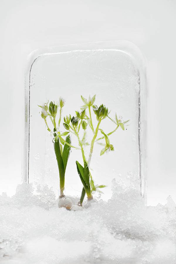 Two Star-of-bethlehem Plants Frozen Into A Block Of Ice Surrounded By Snow Photograph by Sabine Lscher