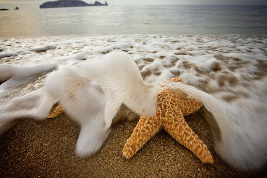 Two Starfish Get Plunged By A Big Wave Photograph by Pinopic