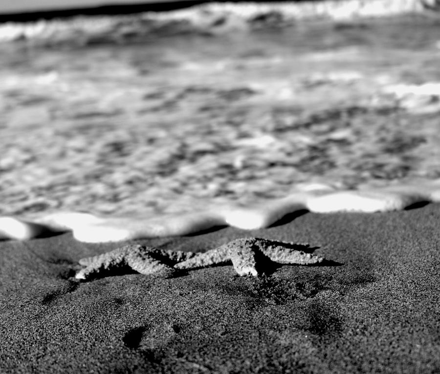 Beach life in black and white  Photograph by LaDonna McCray