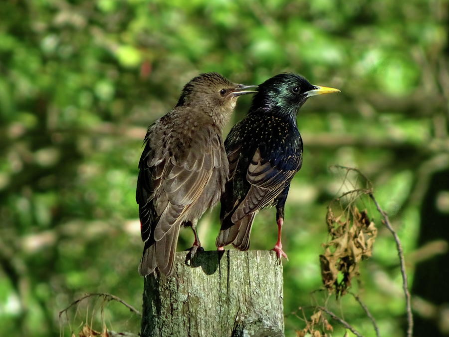 Two Starlings Adult and Juvenile Photograph by Lyuba Filatova