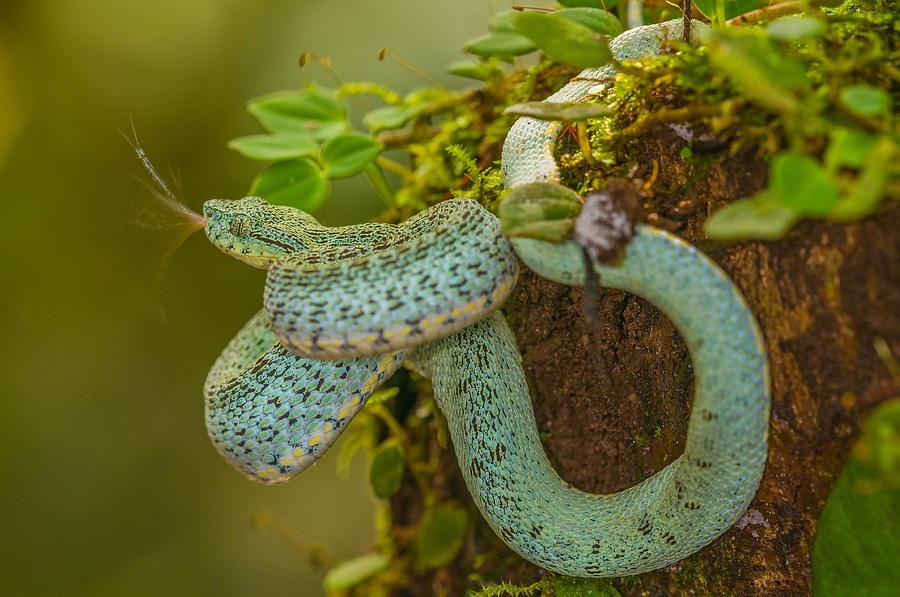 Two-striped Forest-pitviper Photograph by Michael Lustbader