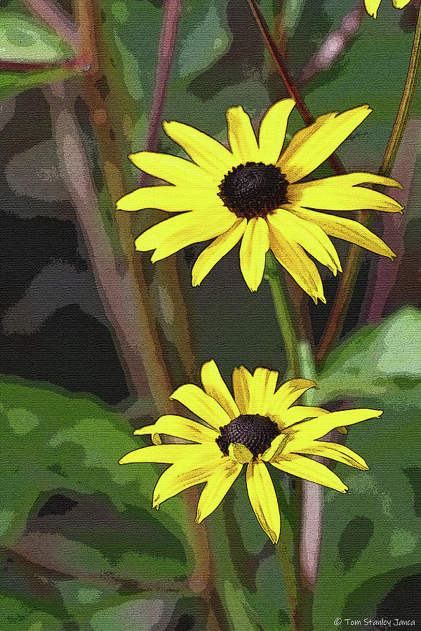 Two Sunflowers Aglow Digital Art by Tom Janca