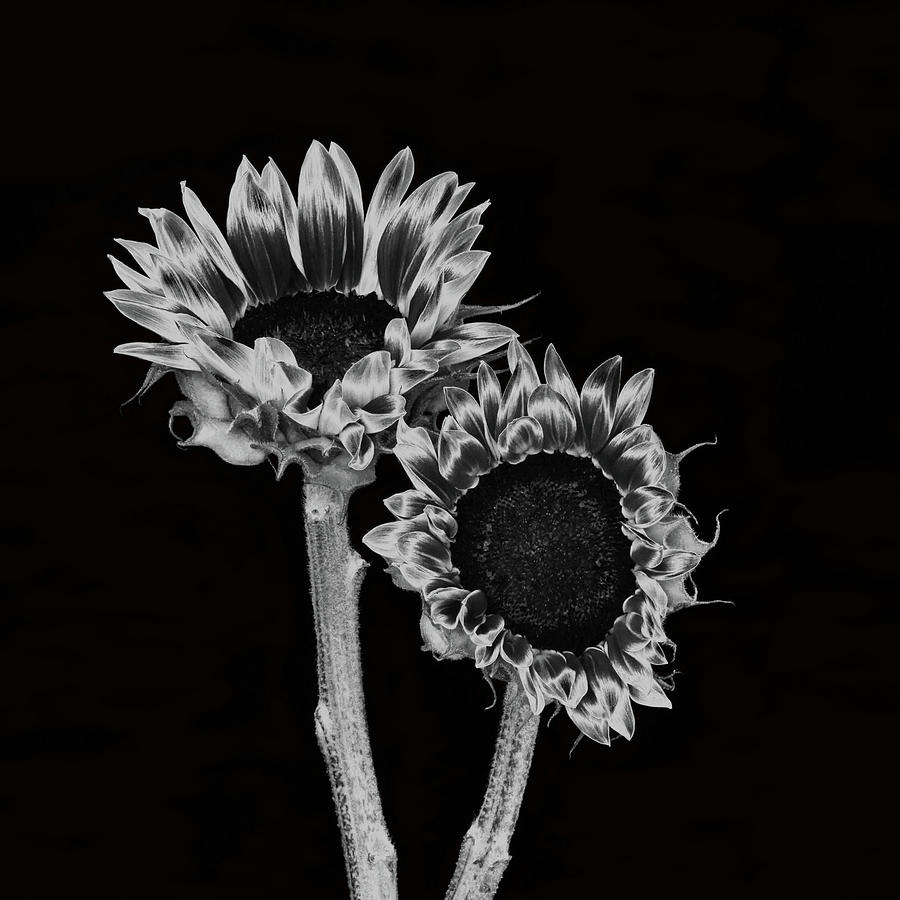 Two Sunflowers Photograph by Cheryl Day