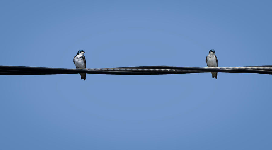 Two Swallows Photograph by Emma Zhao