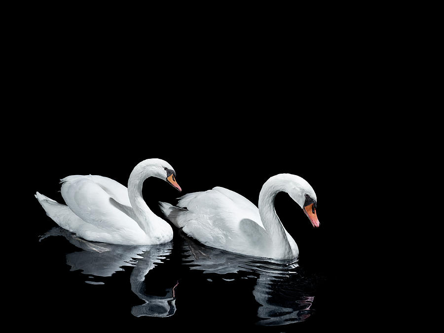 Two Swans Moving In The Same Direction Photograph by Walker And Walker
