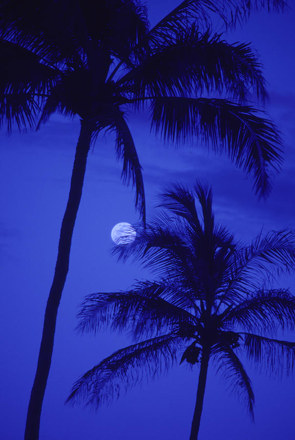 Two Tall Palm Trees With Moon Photograph by Design Pics/ron Dahlquist