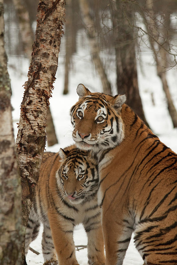 Two Tigers In Snow Photograph by Christopher Wright, Cmgw Photography