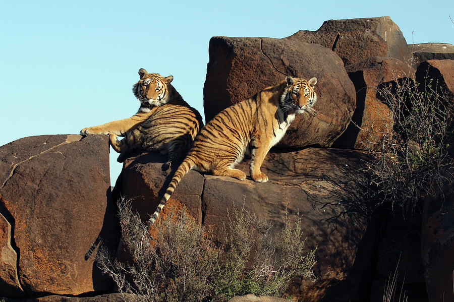 Two Tigers Panthera Tigris Up On A Photograph by Jv Images
