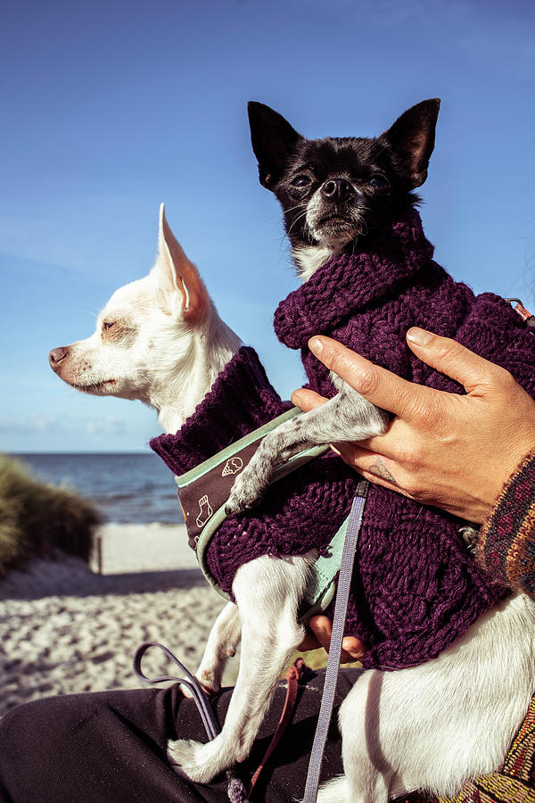 Nature Photograph - Two Tiny Chihuahua Dogs In Jumpers Sit On Each Other In Sun On Beach by Cavan Images