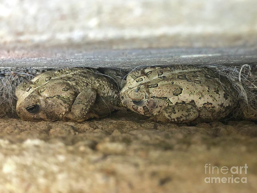 Two Toads Photograph by Suzanne Oesterling