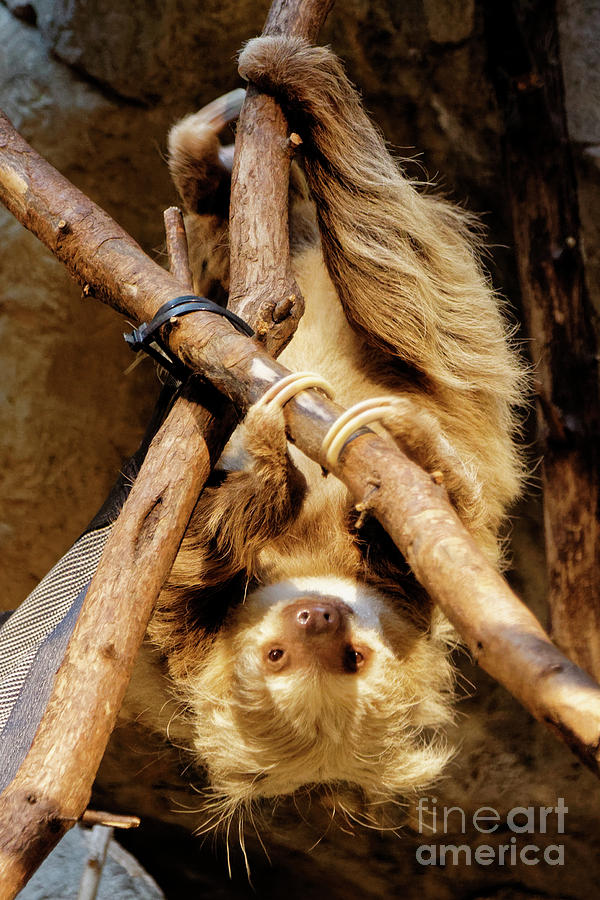Two Toed Sloth Photograph by Natural Focal Point Photography