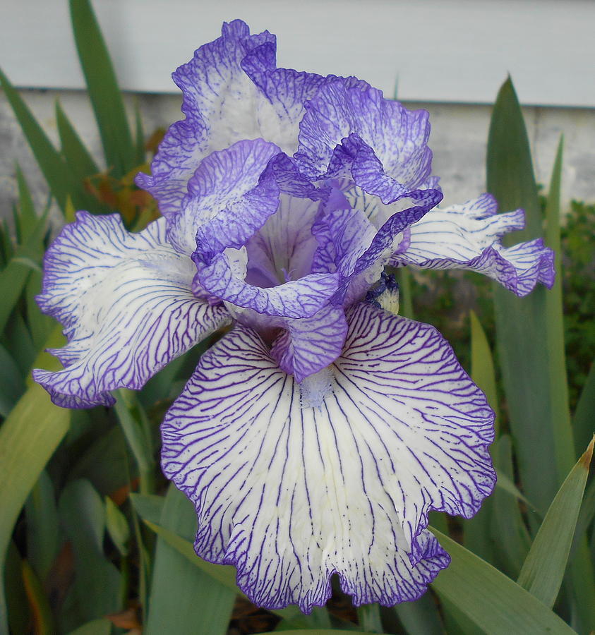 Two-Tone Iris Photograph by Barbara Keith