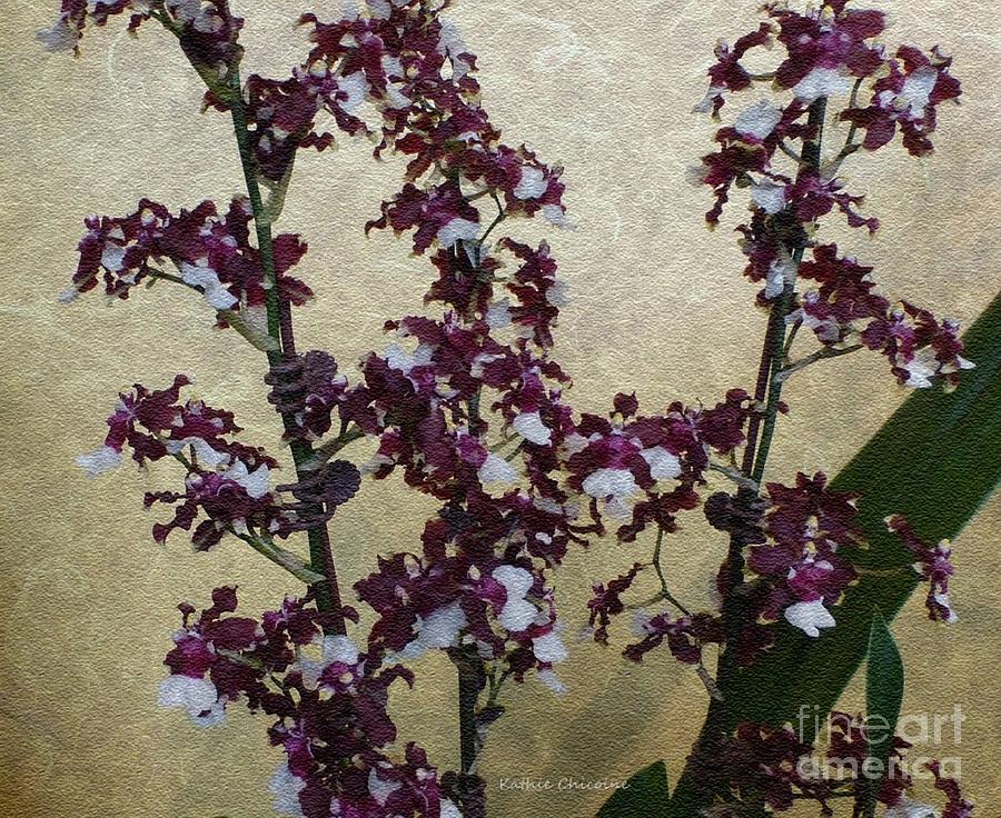 Two Toned Orchids by Kathie Chicoine Two Toned Orchids by Kathie Chicoine