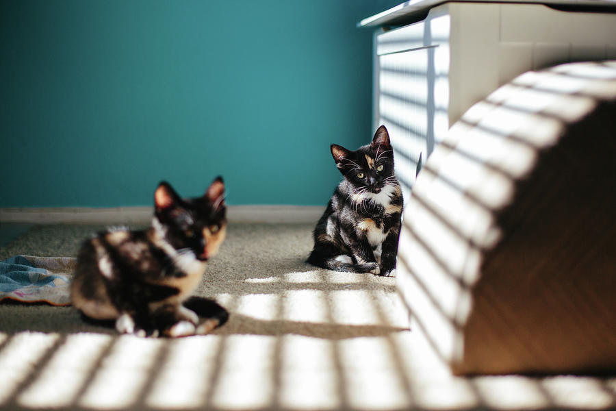 Cat Photograph - Two Tortoise Kittens Sitting In The Sunshine From The Blinds by Cavan Images