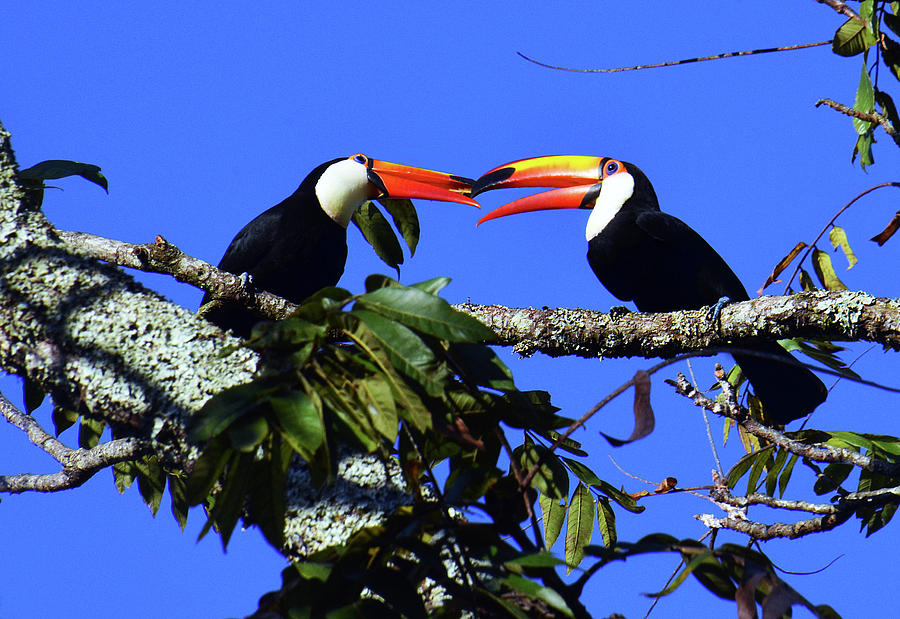 Two Toucans Photograph by Bill Cain