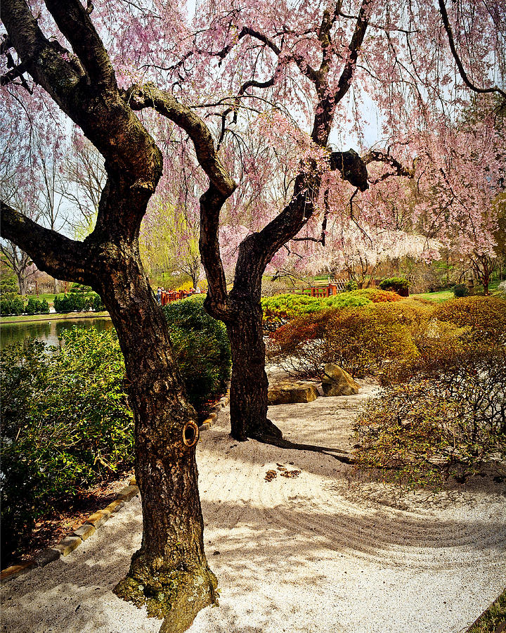 Two Trees At The Garden Photograph